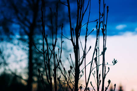 Tree branches on evening sky background in spring gardenの写真素材