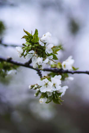Blooming cherry tree branches on evening sky background in spring gardenの写真素材