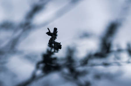 Tree branches on evening sky background in spring gardenの写真素材