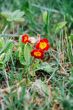Multicolor Primrose or primula vulgaris first spring flowers in spring gardenの写真素材