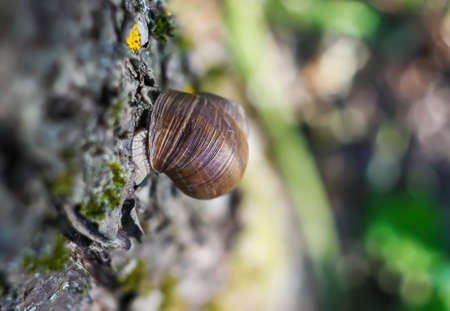 Little snail crawling on tree bark in summer garden. Helix pomatia.の写真素材