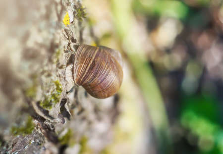 Little snail crawling on tree bark in summer garden. Helix pomatia.の写真素材