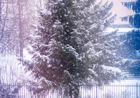 Snowfall in city. Snow-covered fir-trees. Urban landscape.