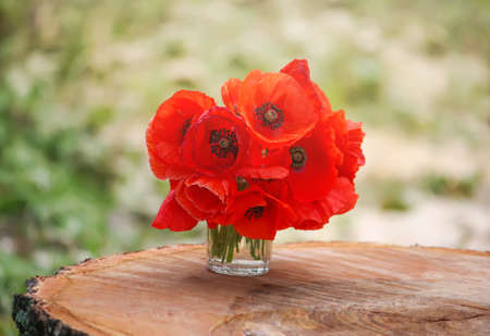 Beautiful bouquet of the red poppy flowers on ree stump outddors. Garden poppies.の写真素材