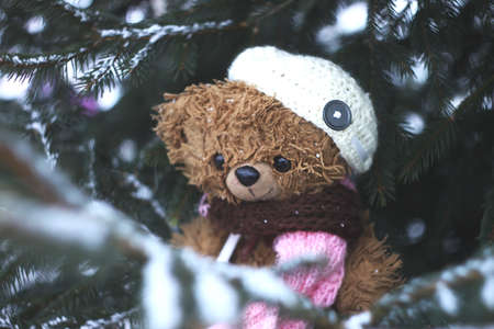 Cute toy bear in knitted scarf and cap on spruce treeの写真素材