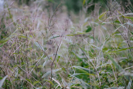 Wildflowers on summer meadow.