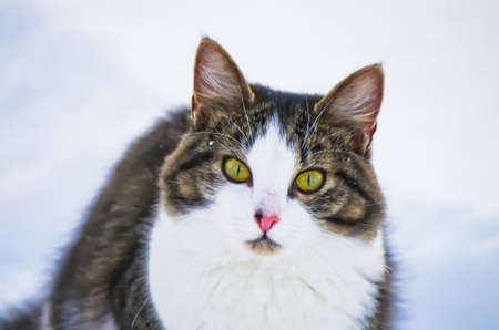 Domestic cat hunting outdoors.の写真素材