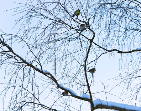 The tit, chickadee or and titmice bird on tree branch in winter park.の写真素材