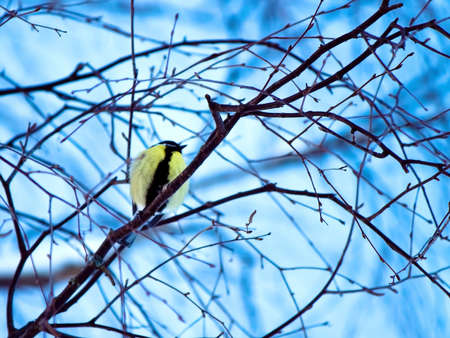 The tit, chickadee or and titmice bird on tree branch in winter park.の写真素材