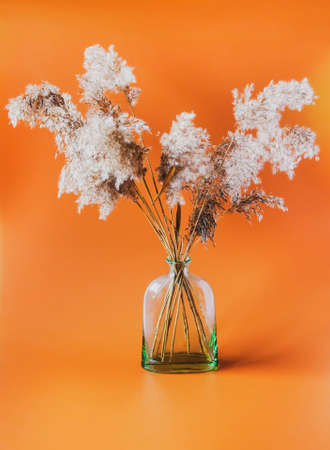 Dried reeds. Home decor in vase. Dry plants.の写真素材