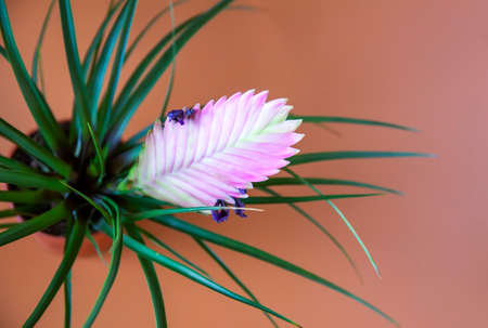 The Tillandsia plant in floral pot. House plant in bloom.の写真素材