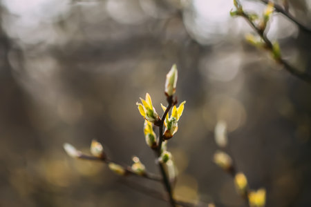Spring nature details. Forest trees. Branches with first buds and leaves close up.の写真素材