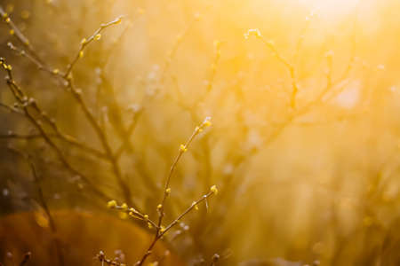Spring nature details. Forest trees. Branches with first buds and leaves close up.の写真素材