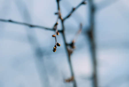 Spring in the forest. Tree branches.