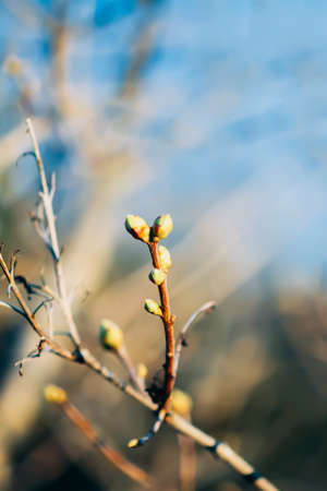 Tree branches with the buds in the spring forest.の写真素材