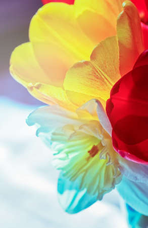 Bouquet of spring flowers. Tulips and narcissus plants in vase.の写真素材