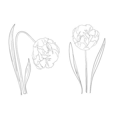 Spring tulip flowers. Vector illustration. Design elements for posters, coloring book, stickers, cards.のイラスト素材