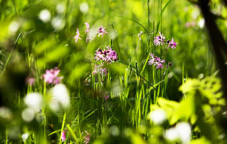 Summer flowers in a filed on a sunny dayの写真素材