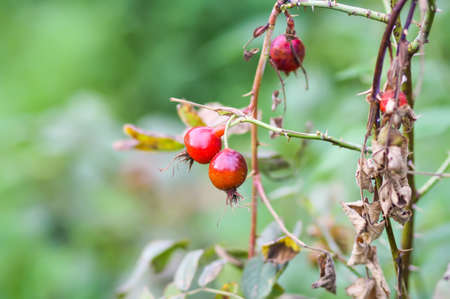 Rosehips berries on bush branches.の写真素材