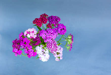 Bouquet of the Turkish carnation flowers.