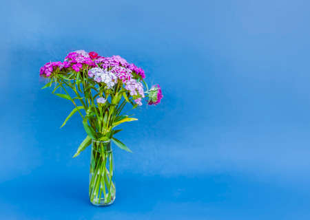 Bouquet of the Turkish carnation flowers.