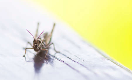 Meadow grasshopper on wooden surface close up