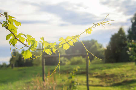 Green vine. Rural outdoor scene.の写真素材