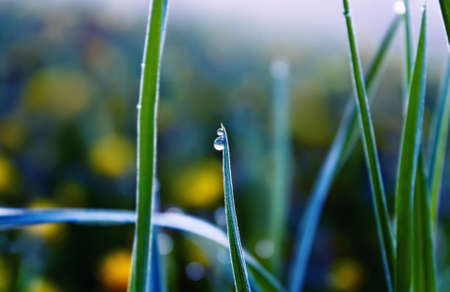 Wet grass close upの写真素材