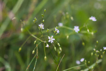 Wildflowers on summer field