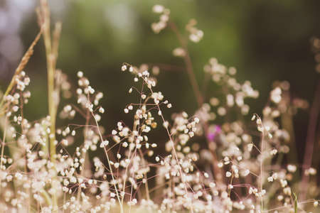 Wildflowers on a summer field.