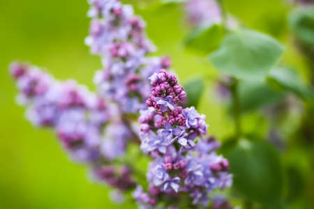 A branch of blooming lilacs or Syringa vulgaris plant. Small purple violet flowers on blooming bush...