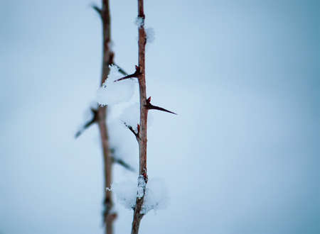 Winter nature details.の写真素材