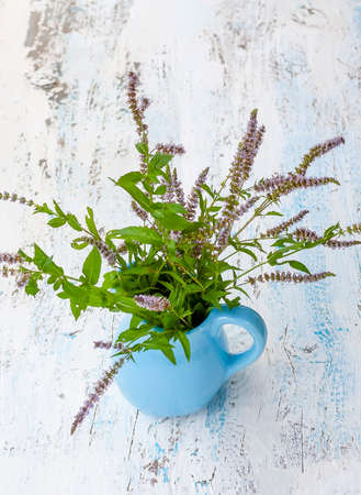 Fresh organic flowering mint plants for herbal tea. Medical herbs. Bouquet of medical flowers in a blue ceramic jug outdoorsの写真素材
