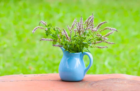 Fresh organic flowering mint plants for herbal tea. Medical herbs. Bouquet of medical flowers in a blue ceramic jug outdoorsの写真素材