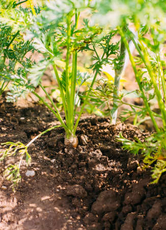 Carrots growing in soil. Organic cultivated vegetables.の写真素材