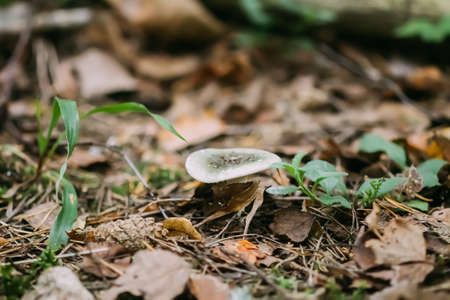 The mushroom grow in autumn forest.の写真素材