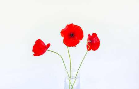 Red poppy flowers in a transparent vase on white background. Minimalists elegant floral composition.の写真素材