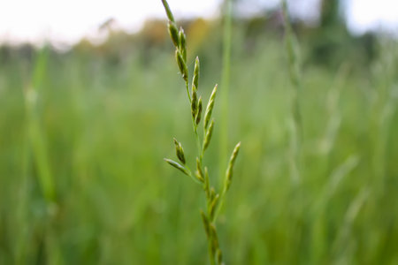 Summer nature details. Wildflowers.の写真素材