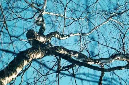 Winter nature details in the countryside. East Europe.の写真素材