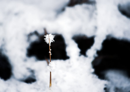 Winter nature details in the countryside. East Europe.の写真素材