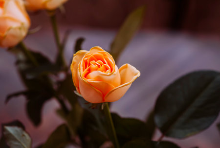 Orange rose flowers close up.