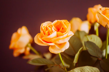 Orange rose flowers close up.の写真素材