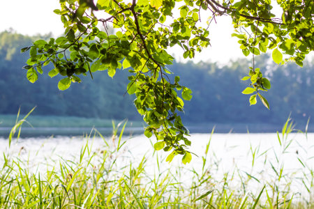 Summer nature details. Green grass and foliage in wet place near the wild lake in the forest.の写真素材