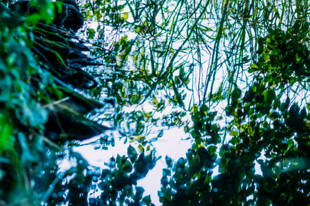 Summer nature details. Green grass and foliage in wet place near the wild lake in the forest.の写真素材
