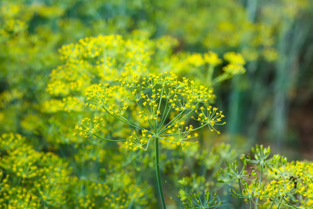 Fresh green dill. Garden of vegetables.の写真素材