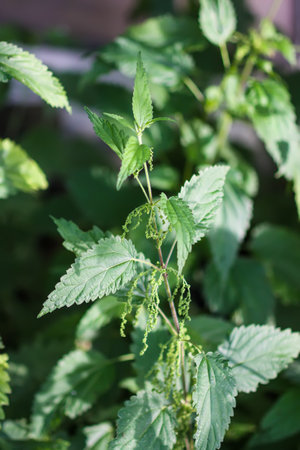 Bush of stinging-nettles. Green nettle leaves. Medical plants