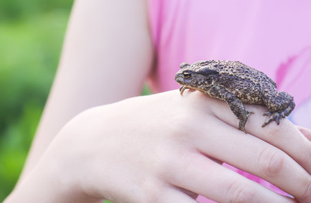 A little green frog in a child's hand.