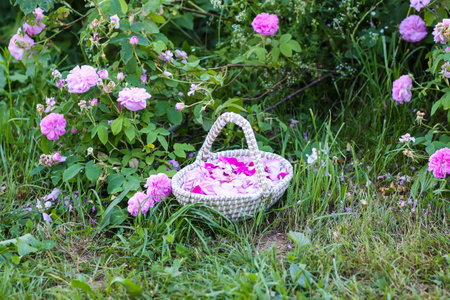 Pink rose petals in a basket on green grass.Natural cosmetic or herbal tea ingredients.の写真素材