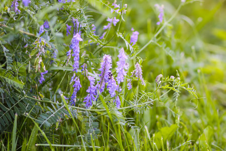 Purple wildflowers and green grass close upの写真素材