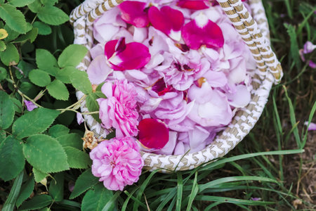 Pink rose petals in a basket on green grass.Natural cosmetic or herbal tea ingredients.の写真素材